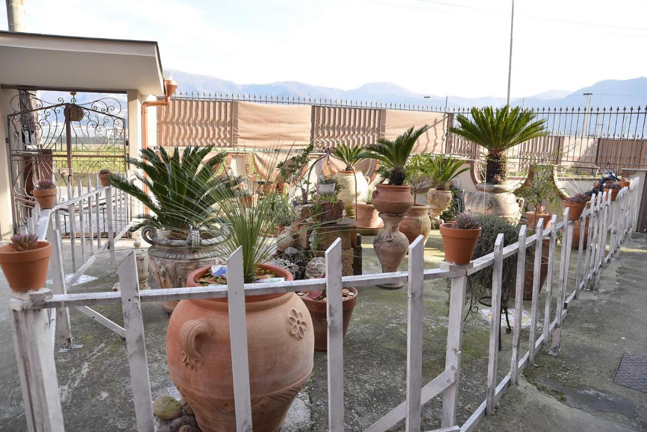 Le Cycas